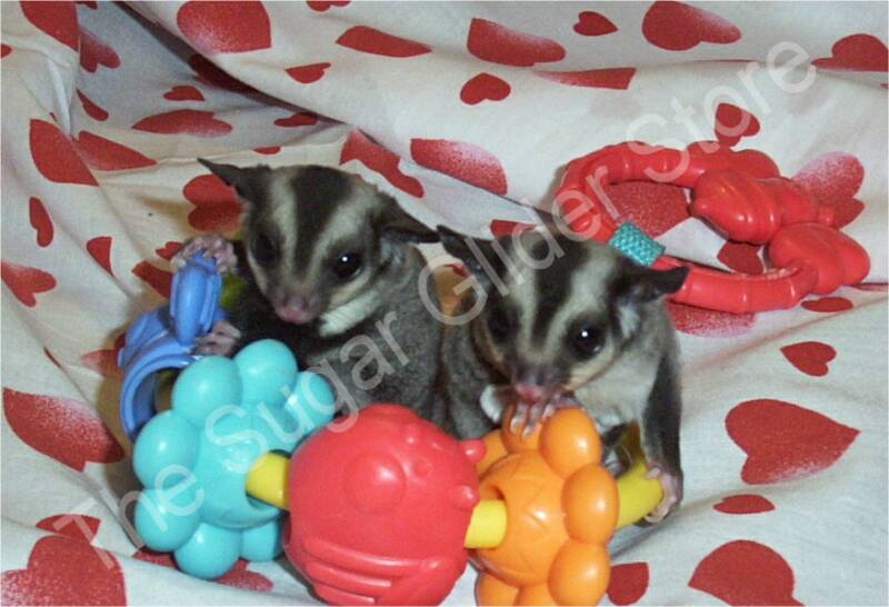 The Sugar Glider Store